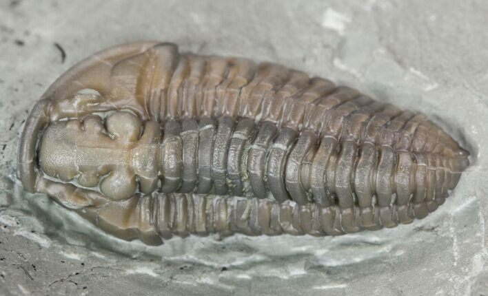 Prone Flexicalymene Trilobite In Shale - Ohio #52203